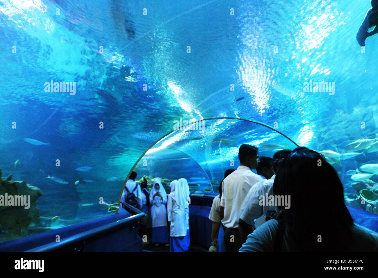 An experience of the underwater world at the KLCC Aquaria located in KLCC, Kuala Lumpur, Malaysia. Stock Photo