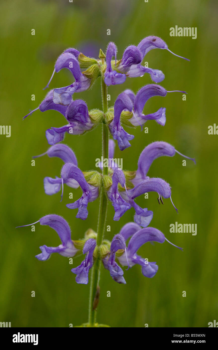 Meadow Clary Salvia pratensis in flowery meadow Dordogne France Stock Photo