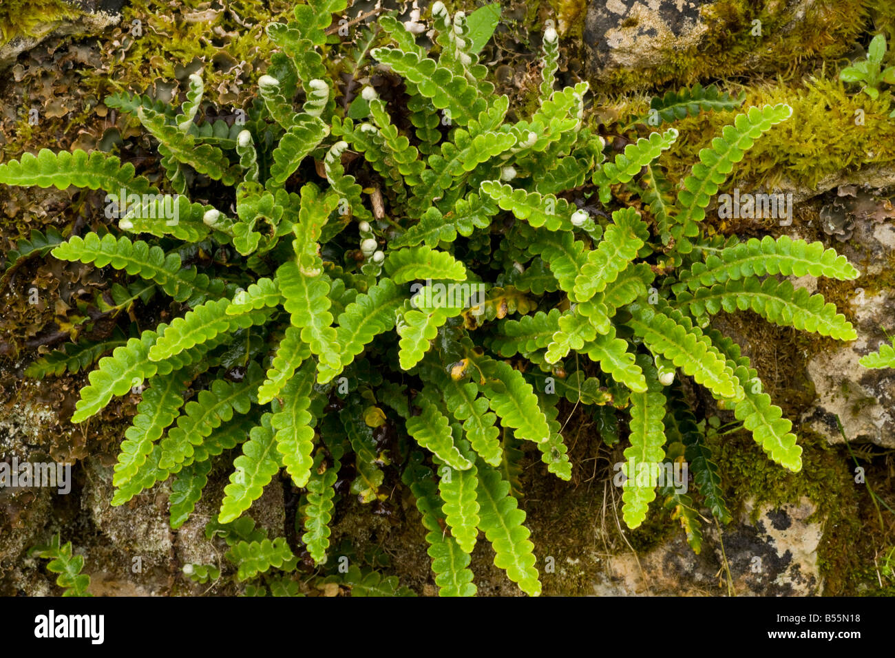 Rusty back fern Ceterach officinarum on old stone wall France Stock Photo