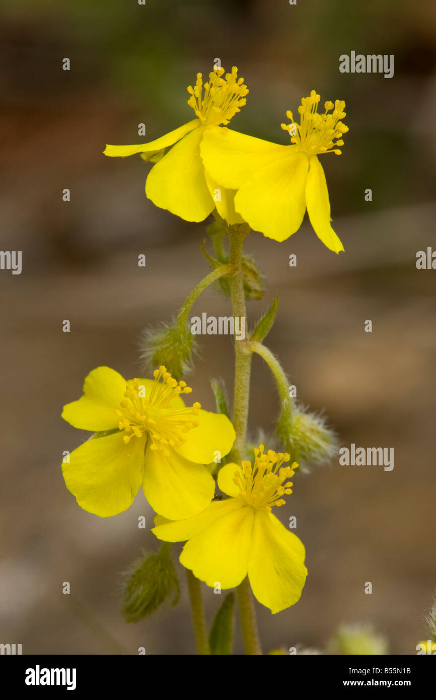 Hoary rock rose (Helianthemum canum) in flower on limestone bank, close-up, Cavennes, France, Europe Stock Photo