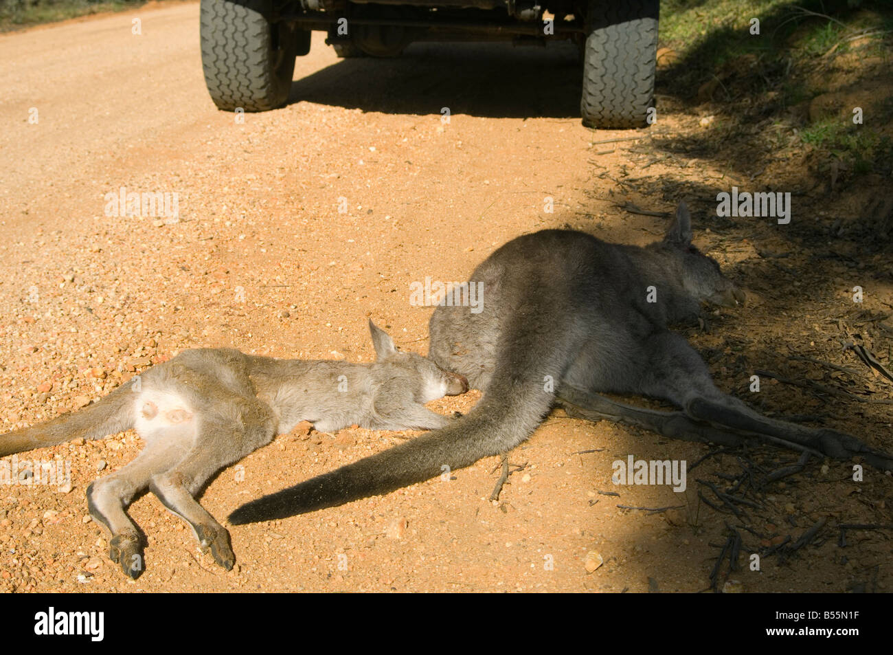 Roadkill - female kangaroo and joey on roadside Stock Photo