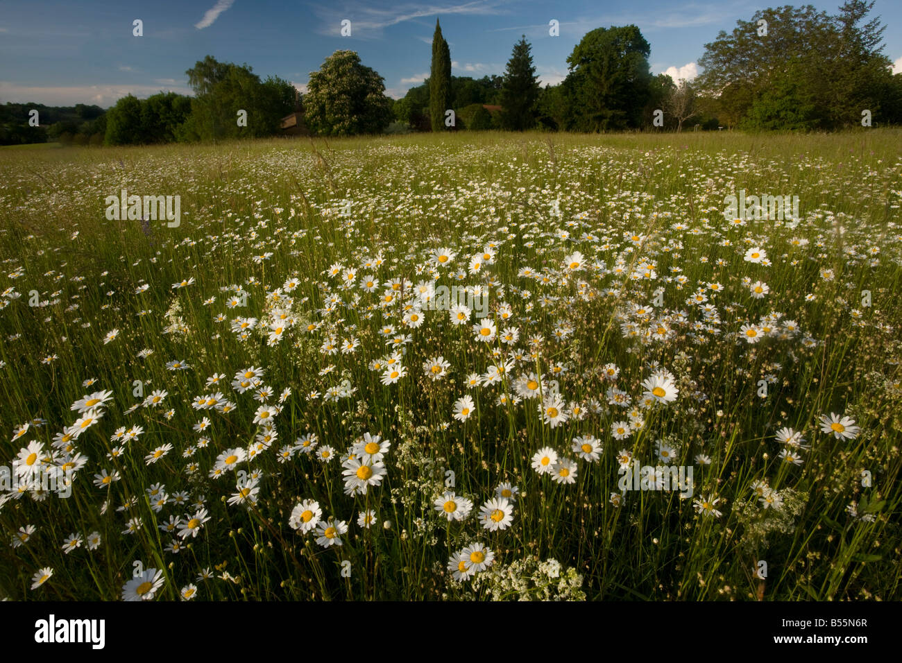 Mass of Ox eye Daisies Leucanthemum vulgare Chrysanthemum vulgare in a hay meadow in the Dordogne France Stock Photo
