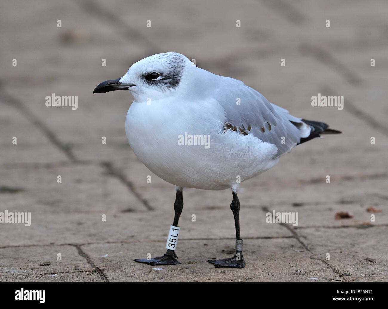 Ringed Banded Mediterranean Gull Larus Melanoccephalus 1st Winter Stock Photo Alamy