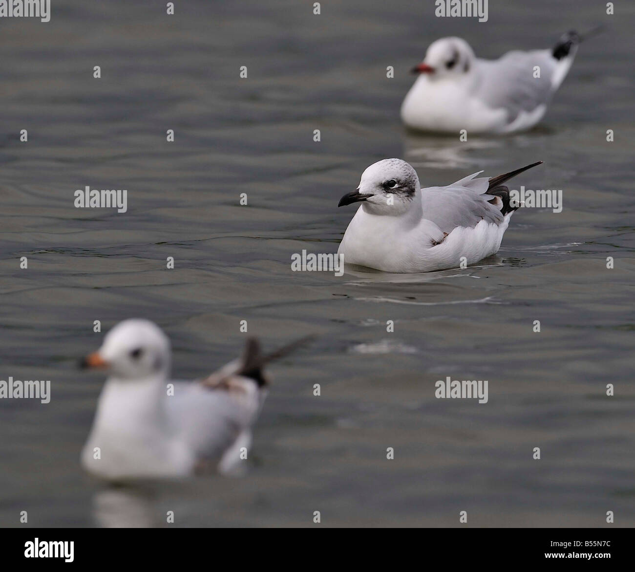 Mediterranean Gull Larus Melanoccephalus 1st Winter With Black Stock Photo Alamy