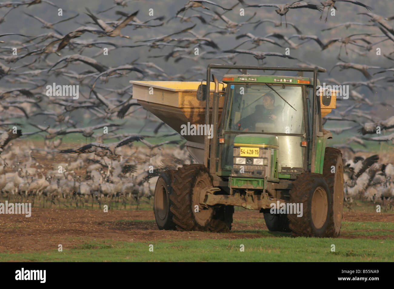 Israel Hula Valley a tractor spreading corn grain to feed a large flock of Eurasian Cranes February 2008 Stock Photo