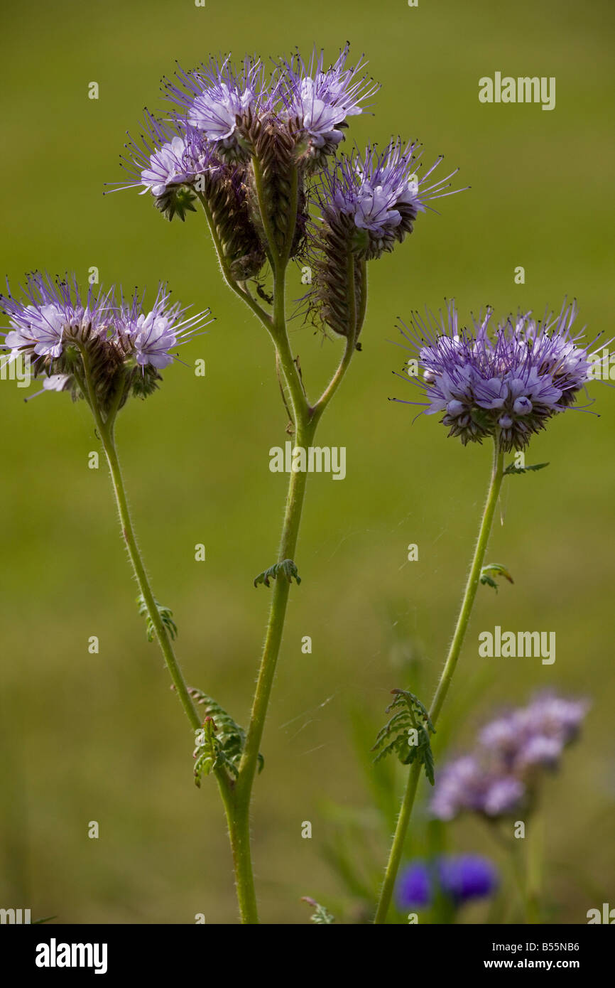 Lacy phacelia (Phacelia tanacetifolia) close-up, France. native in USA but widely grown as bee crop and in gardens. Stock Photo