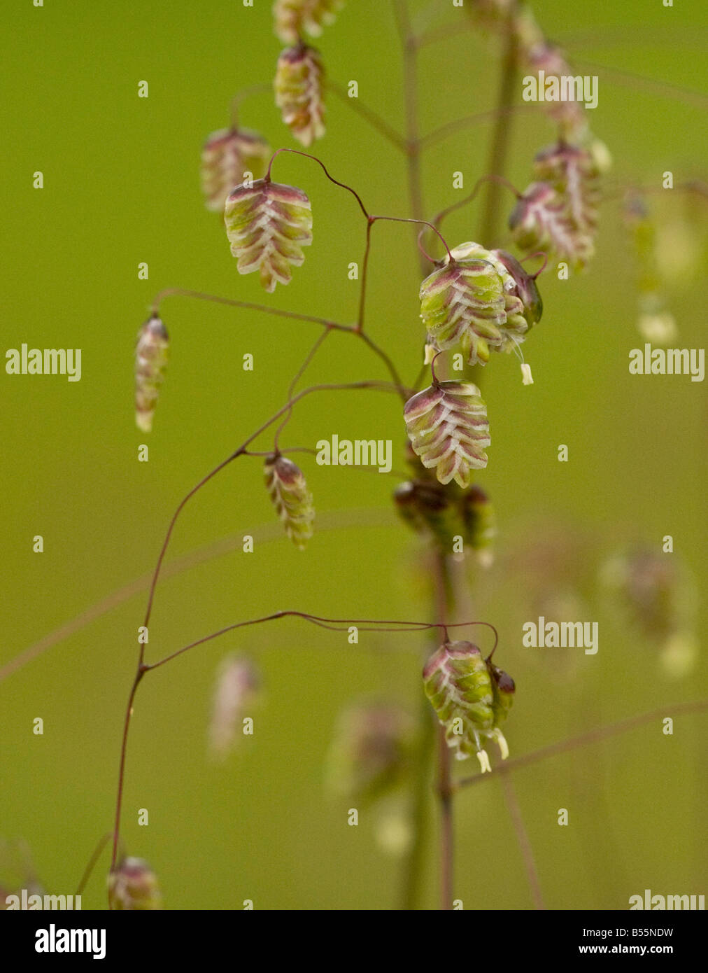Quaking Grass Briza media in flower in limestone grassland France Stock Photo