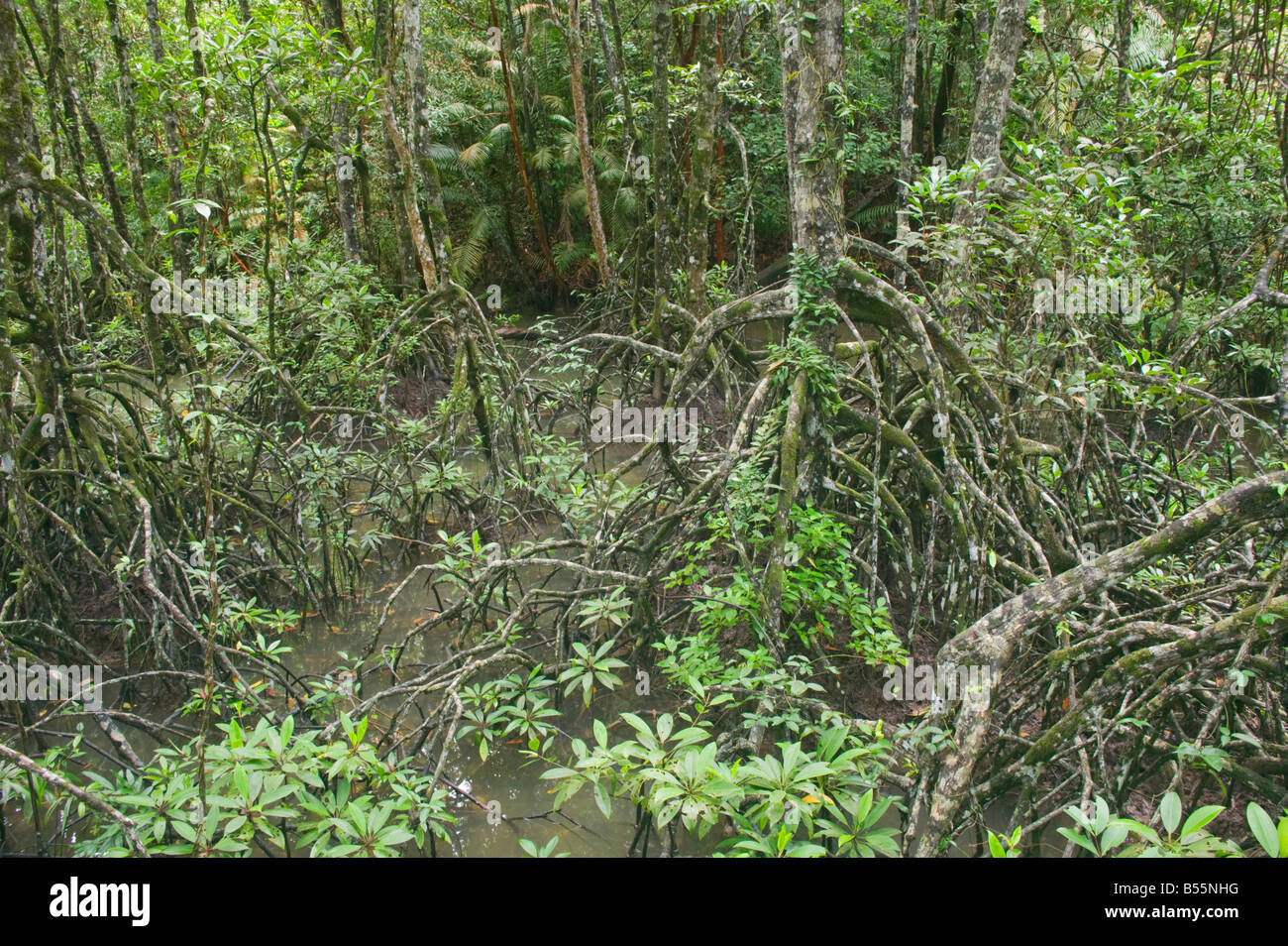 Mangroves in Similajau National Park nr Bintulu Sarawak Malaysia Stock