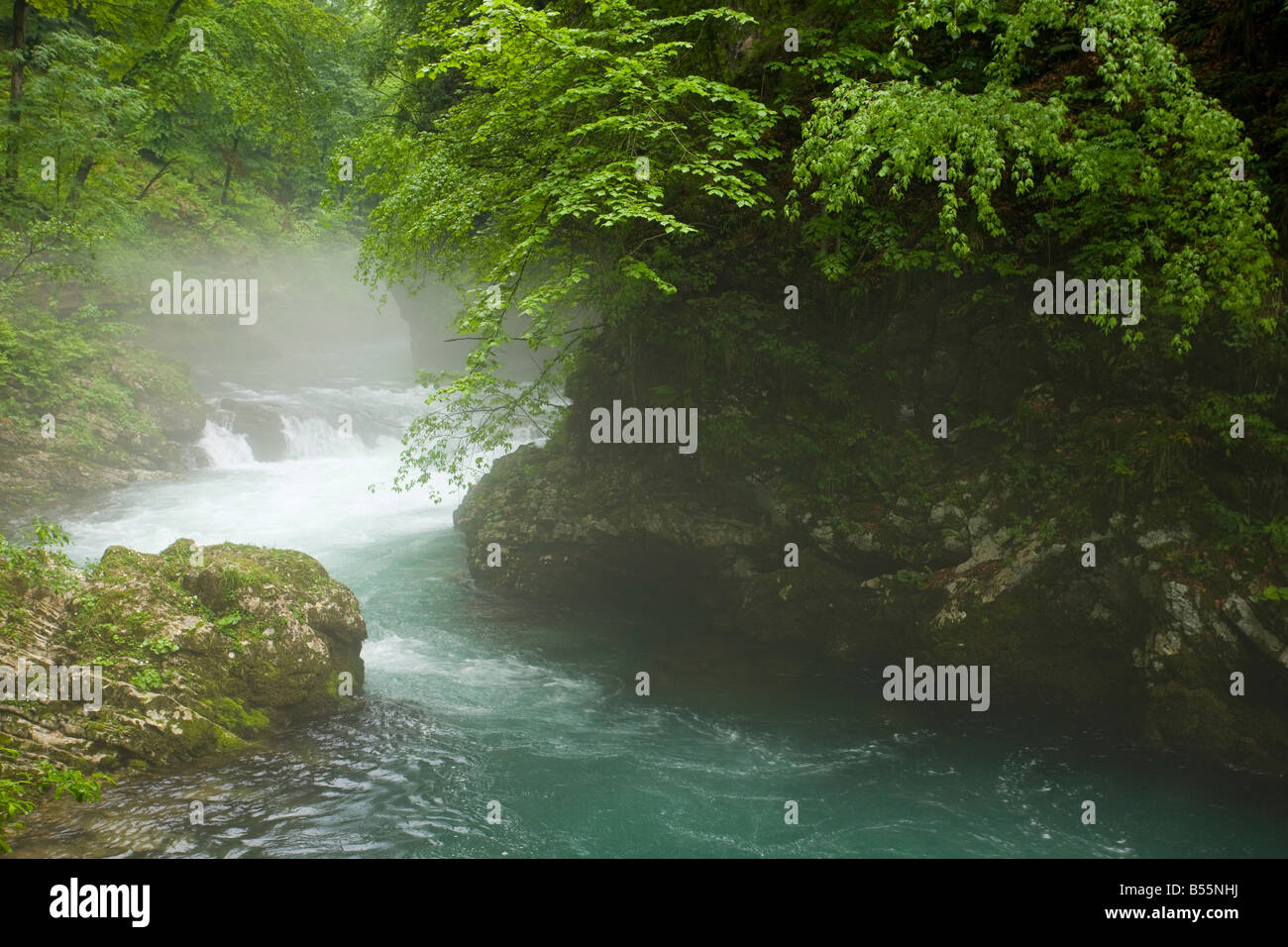 The Radovna river flowing through the Vintgar Gorge near Bled Triglav National Park Slovenia Stock Photo