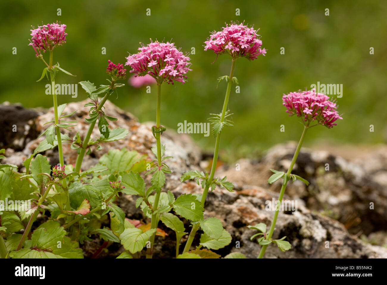 An endemic valerian Centranthus macrosiphon at Ronda Andalucia South west Spain Stock Photo