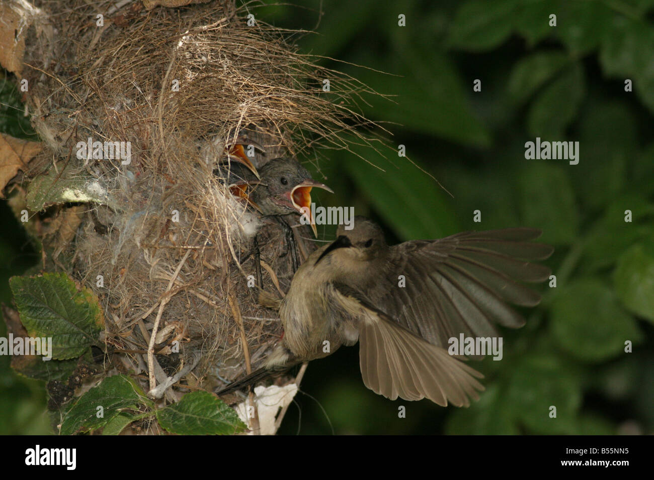 Female Palestine Sunbird or Northern Orange tufted Sunbird Cinnyris oseus feeding young hatchlings in a nest Stock Photo