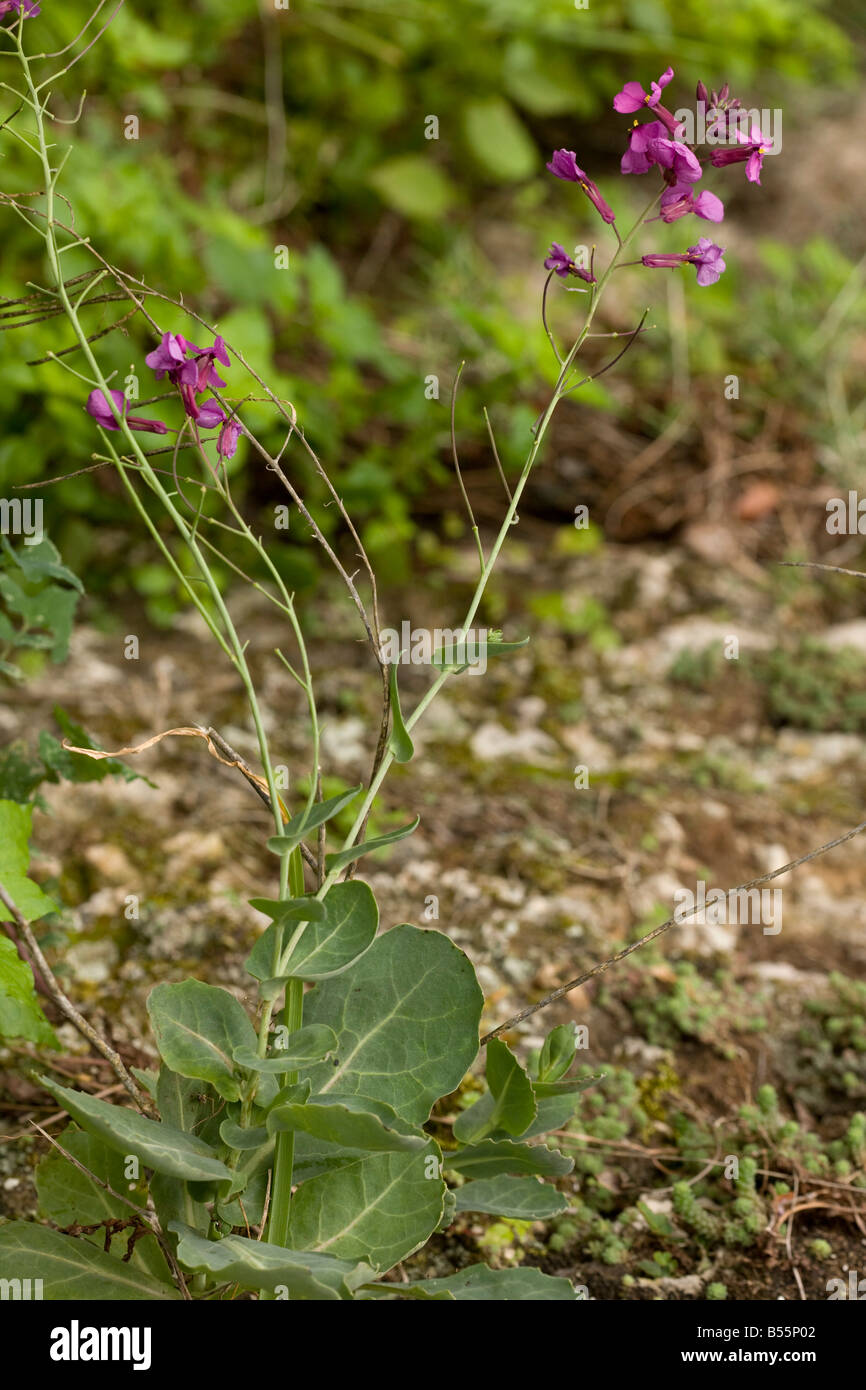 Violet Cabbage Moricandia moricandioides at Ronda Andalucia South west Spain Stock Photo