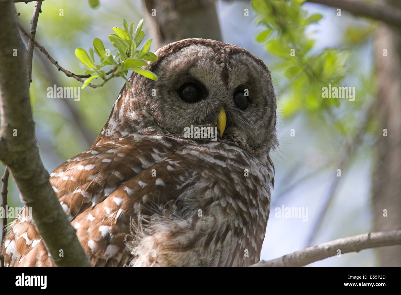 Strix Vari Strix Varia High Resolution Stock Photography and Images - Alamy
