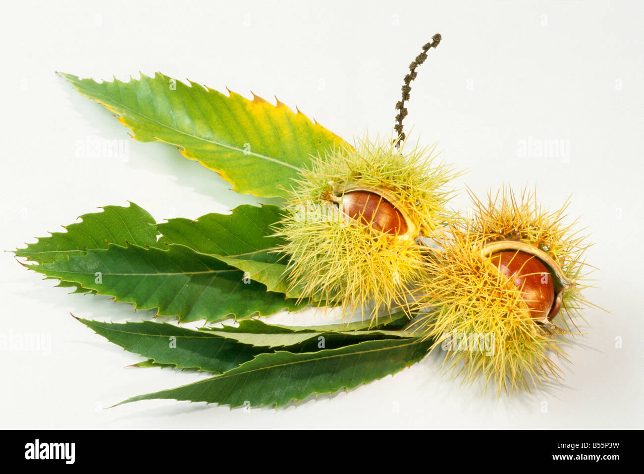 Spanish Chestnut, Sweet Chestnut (Castanea sativa), edible chestnuts
