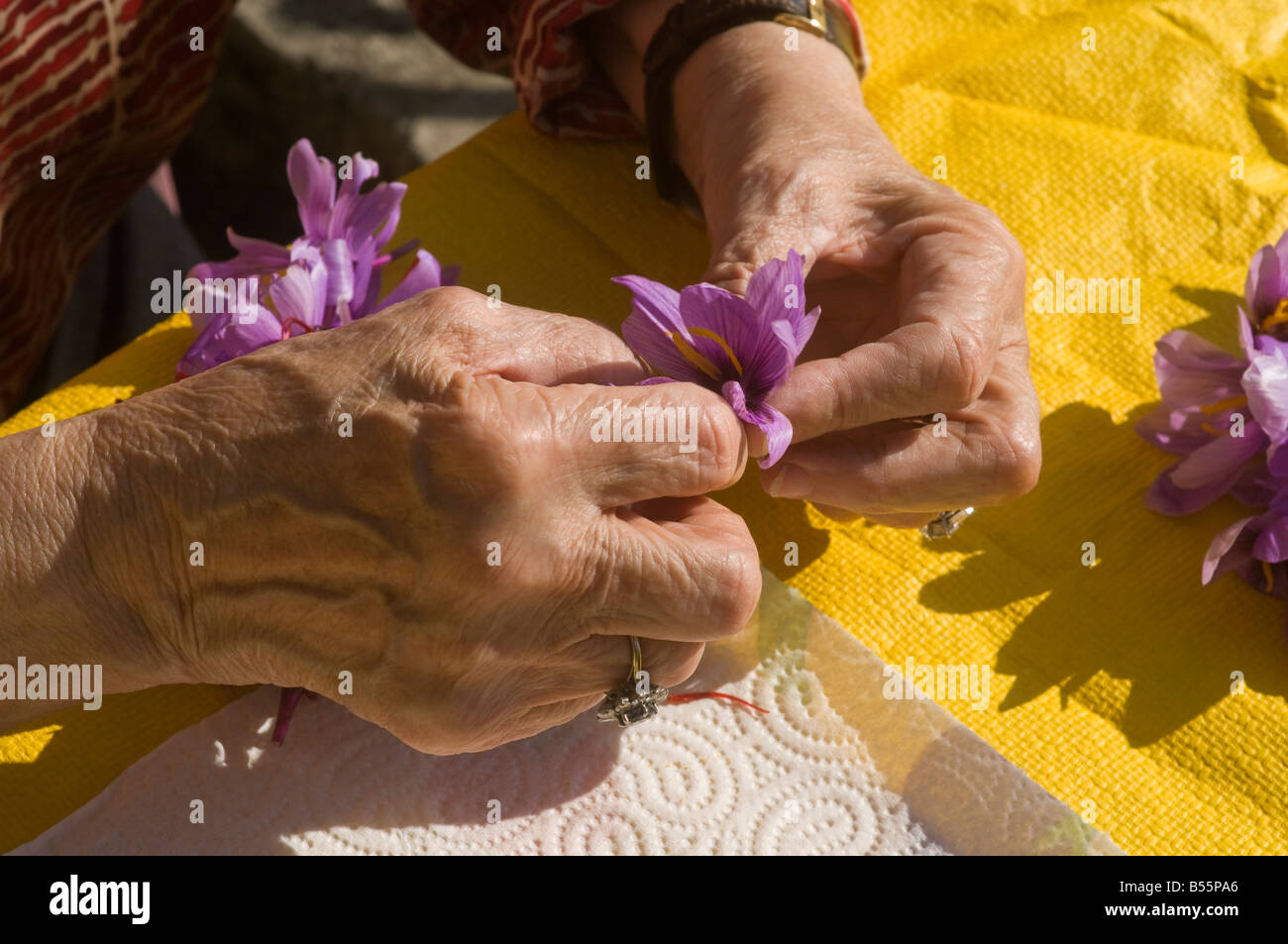 Saffron stamens being picked by hand from Crocus sativus flowers - sud-Touraine, France. Stock Photo