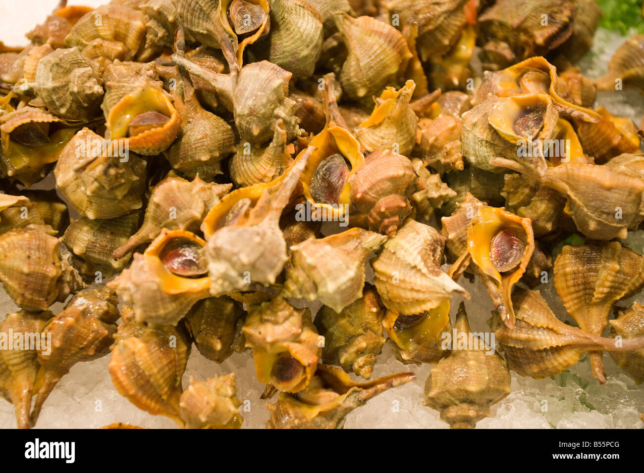 clams crab lobster mussels oysters prawns scampi shell fish shrimp