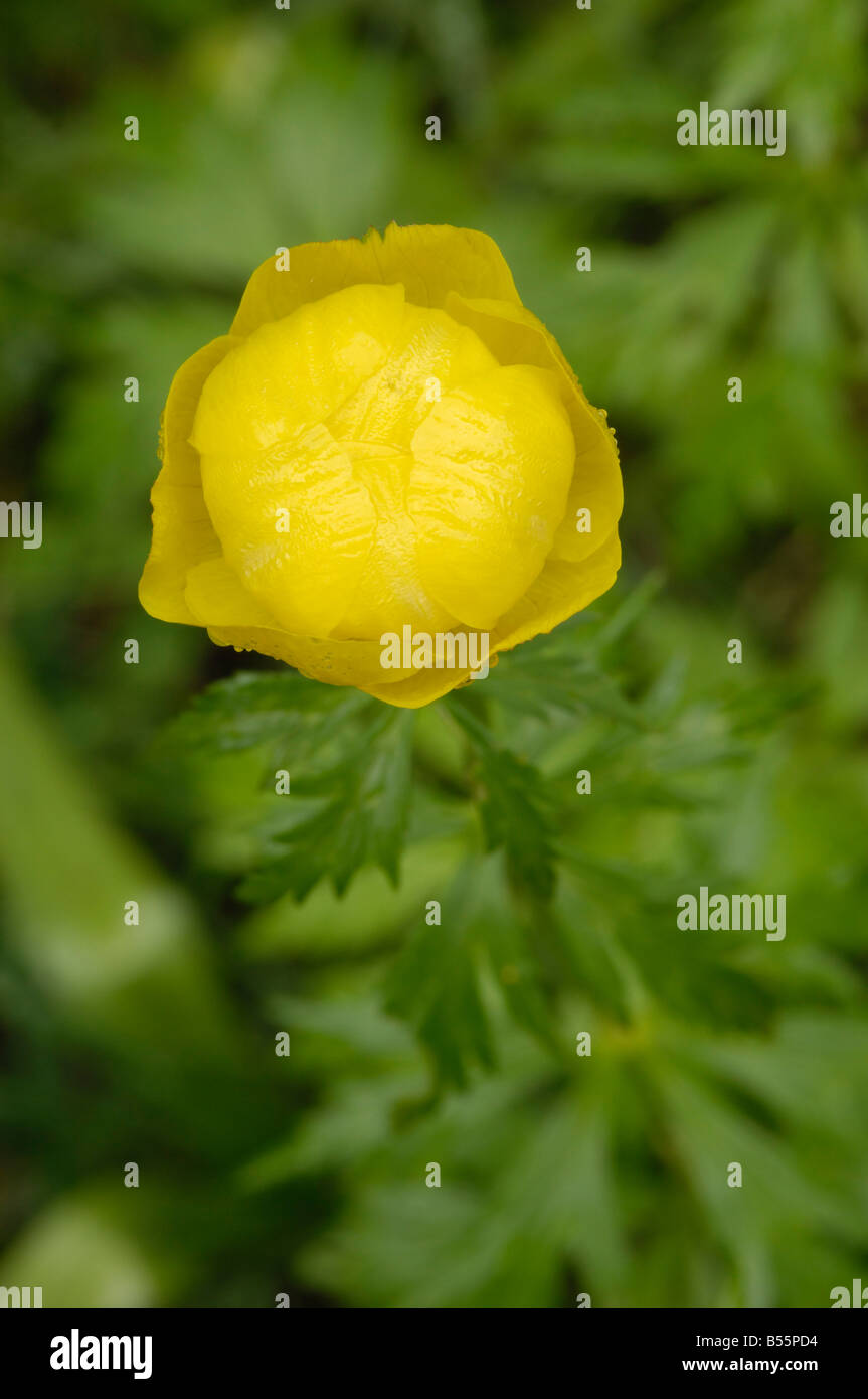 Globeflower, trollius europaeus, alpine wild flower, Dolomites, Italy Stock Photo