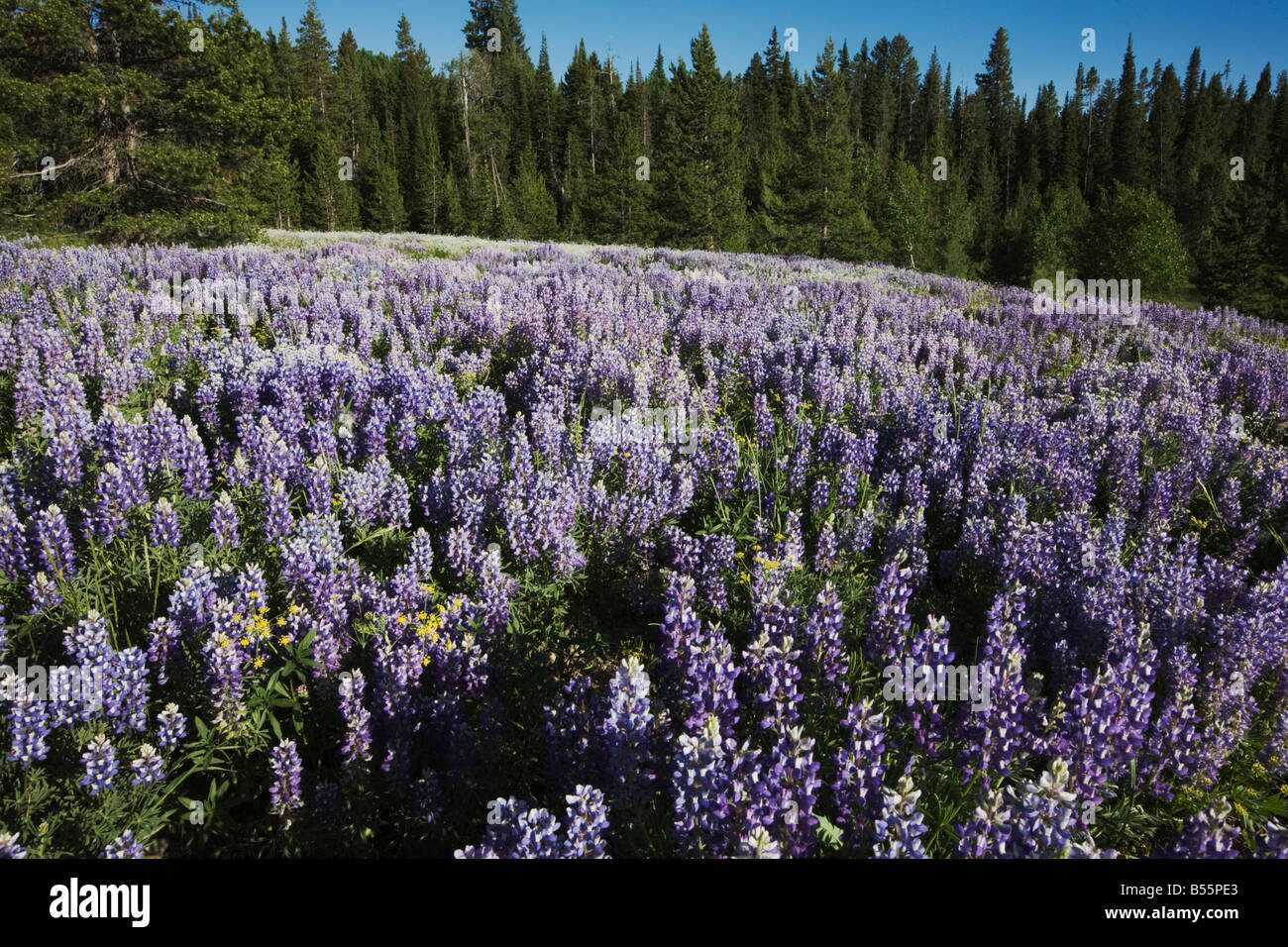 Silky Lupine Lupinus sericeus Grand Teton National Park Wyoming USA Stock Photo