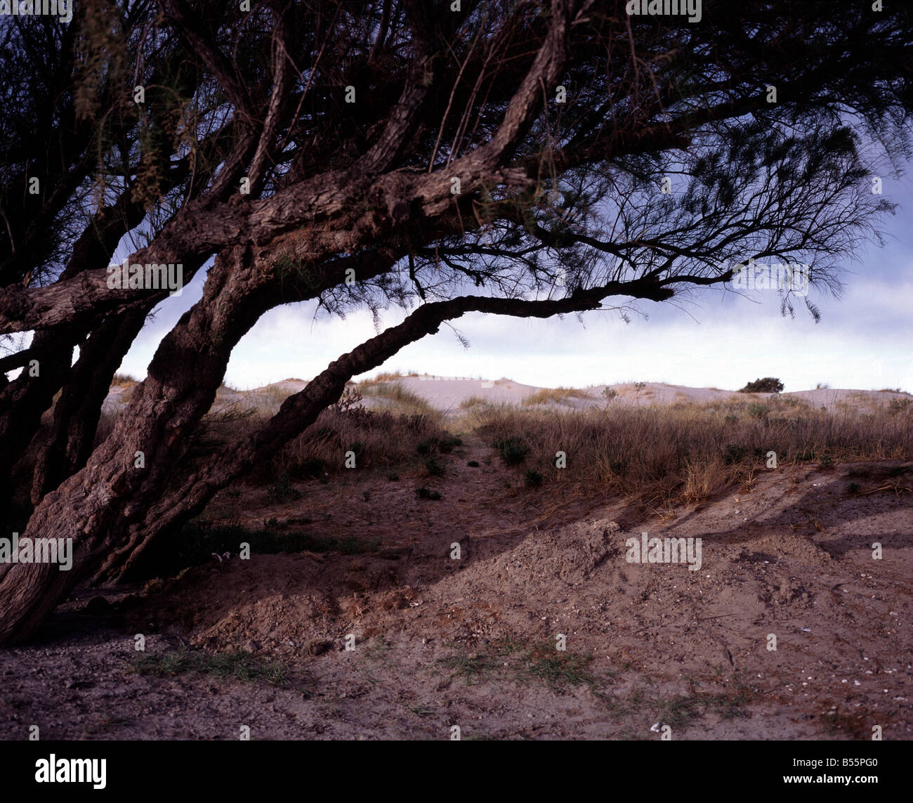 Windswept trees along the beach at Puerto Madryn, Chubut Argentina Stock Photo