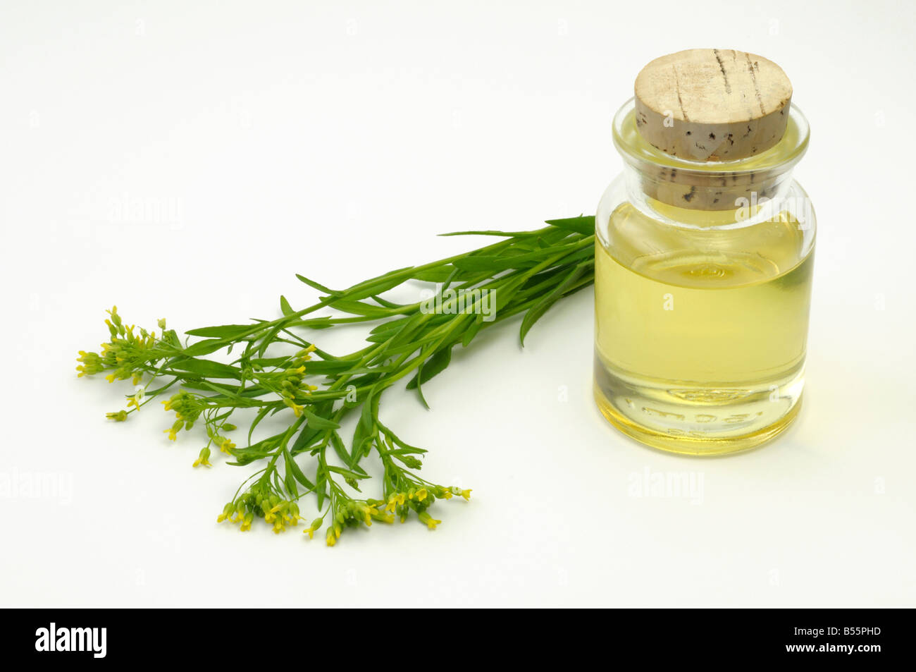 Bigseed False Flax, Wild Flax (Camelina sativa) flowering stems and a bottle of oil studio picture Stock Photo