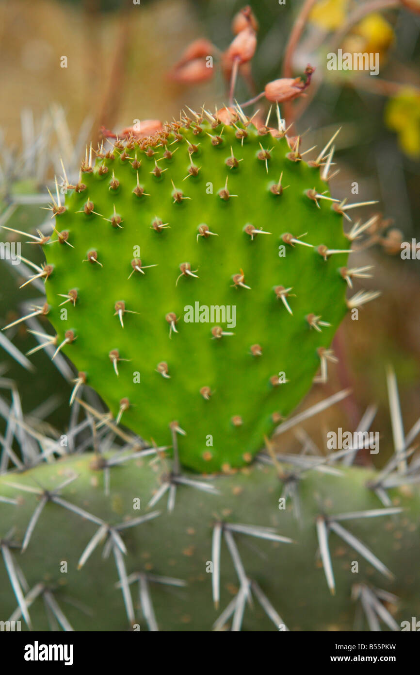 Prickly pear cactus, northern Ecuador Stock Photo