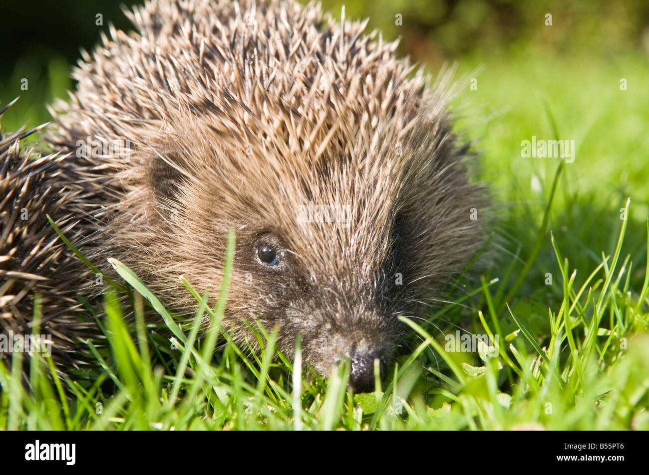 Hedgehog in UK garden Stock Photo