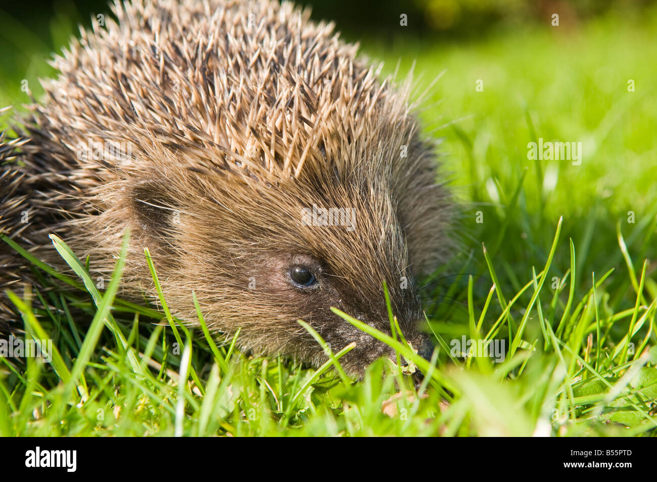 Hedgehog in UK garden Stock Photo