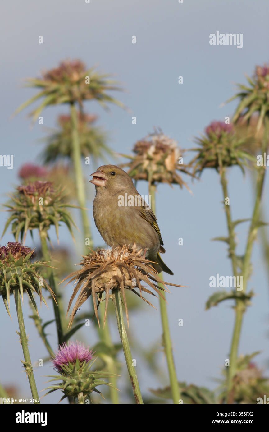 European Greenfinch Carduelis chloris is a small passerine bird in the finch family Fringillidae Israel Spring April 2007 Stock Photo