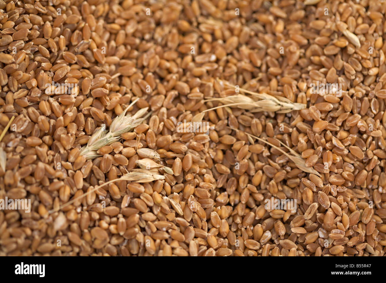 Freshly threshed wheat grains Stock Photo Alamy