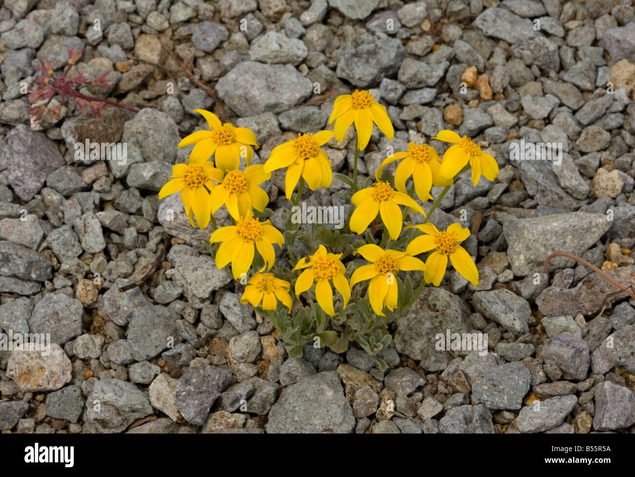 Common Wooly Sunflower or Oregon Sunshine Eriophyllum lanatum near Winnemucca Lake in the Sierra Nevada Carson Pass California Stock Photo