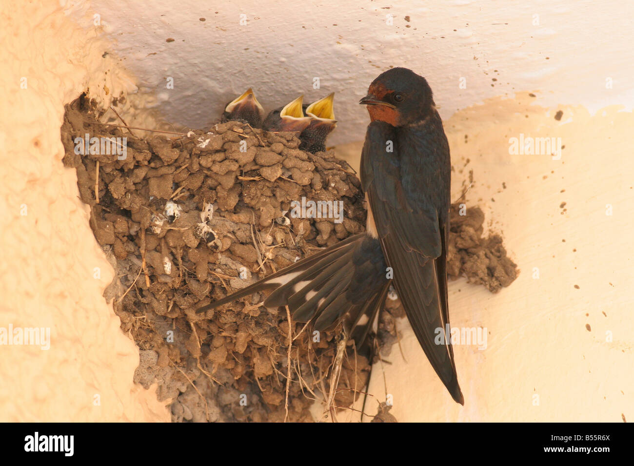 Barn Swallow Hirundo rustica near its nest three young hatchling with open mouth can be seen in the nest Stock Photo