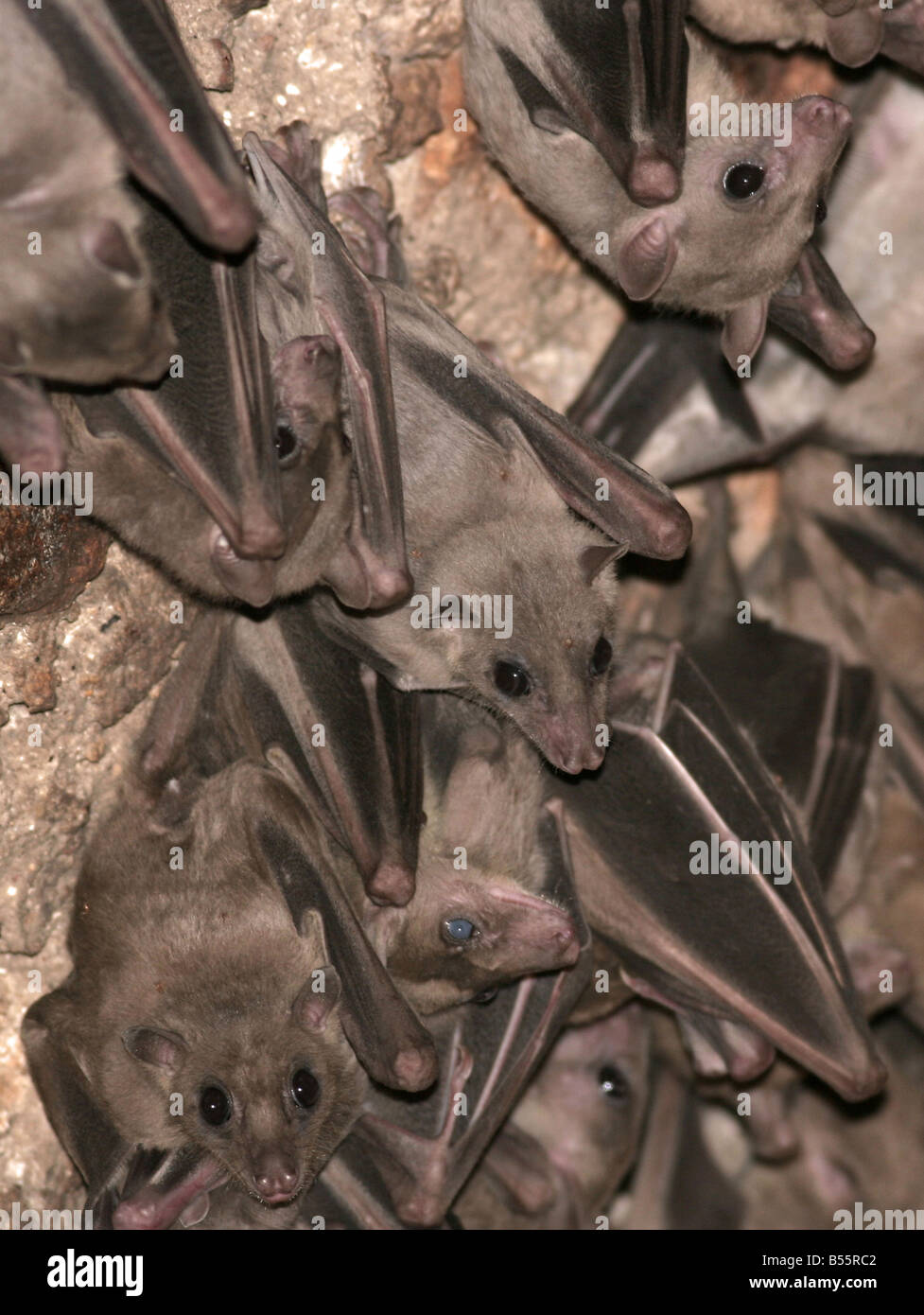 Fruit bats Pteropodidae Israel Stock Photo
