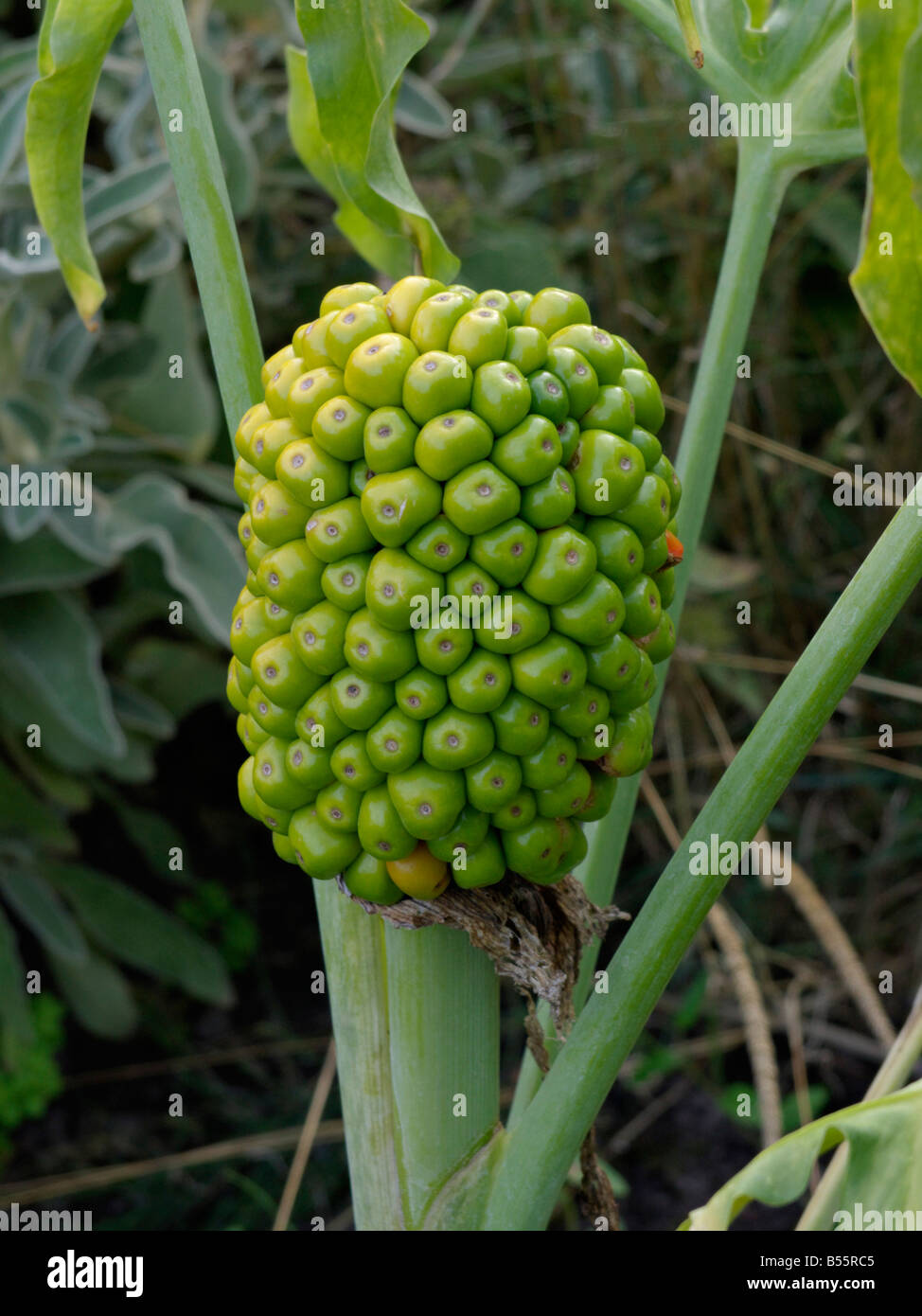 Dragon Ranunculus Dragon arum (Dracunculus vulgaris Stock Photo - Alamy