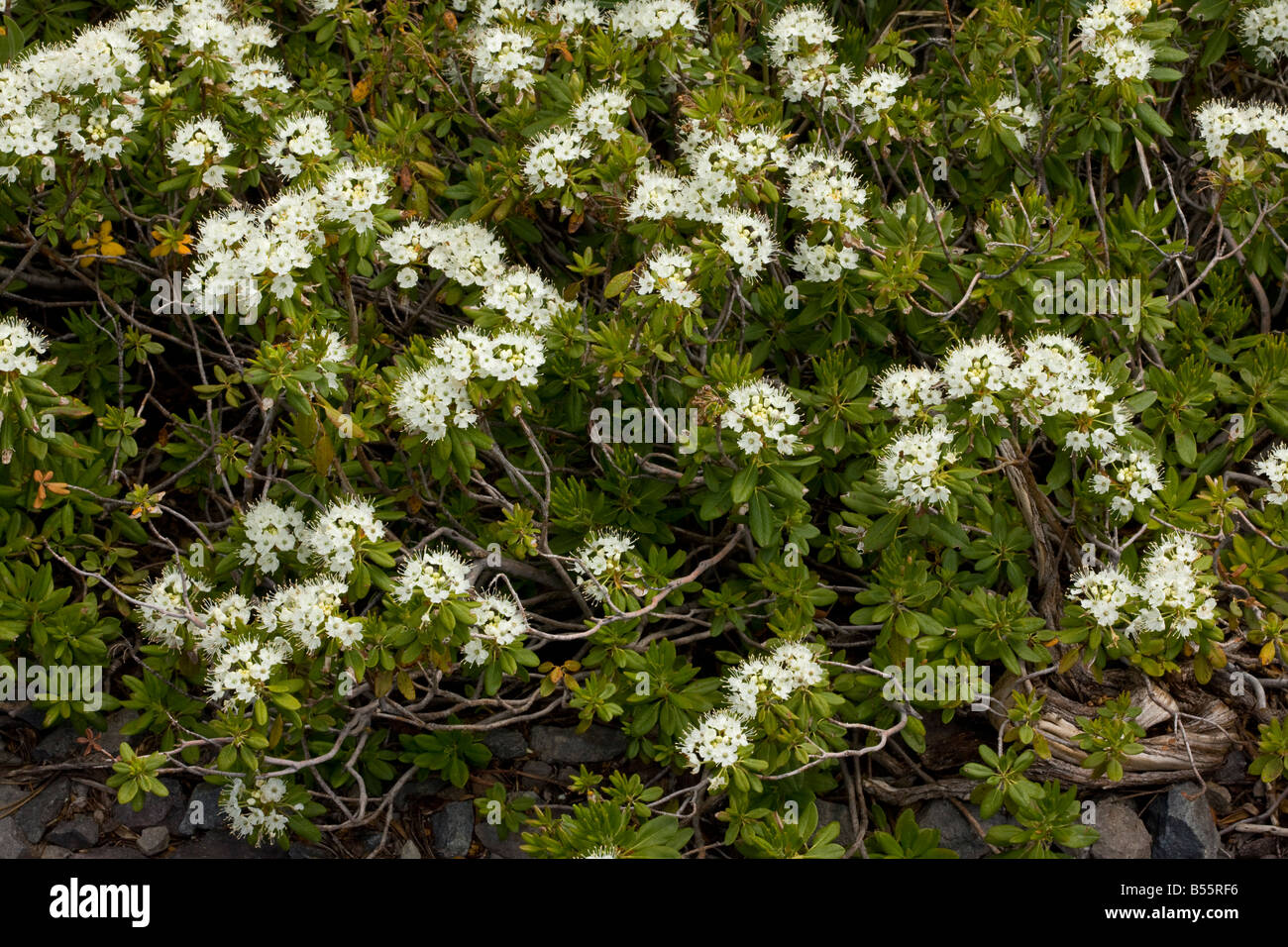 Western Labrador Tea Ledum glandulosum near Winnemucca Lake in the Sierra Nevada Carson Pass California Stock Photo