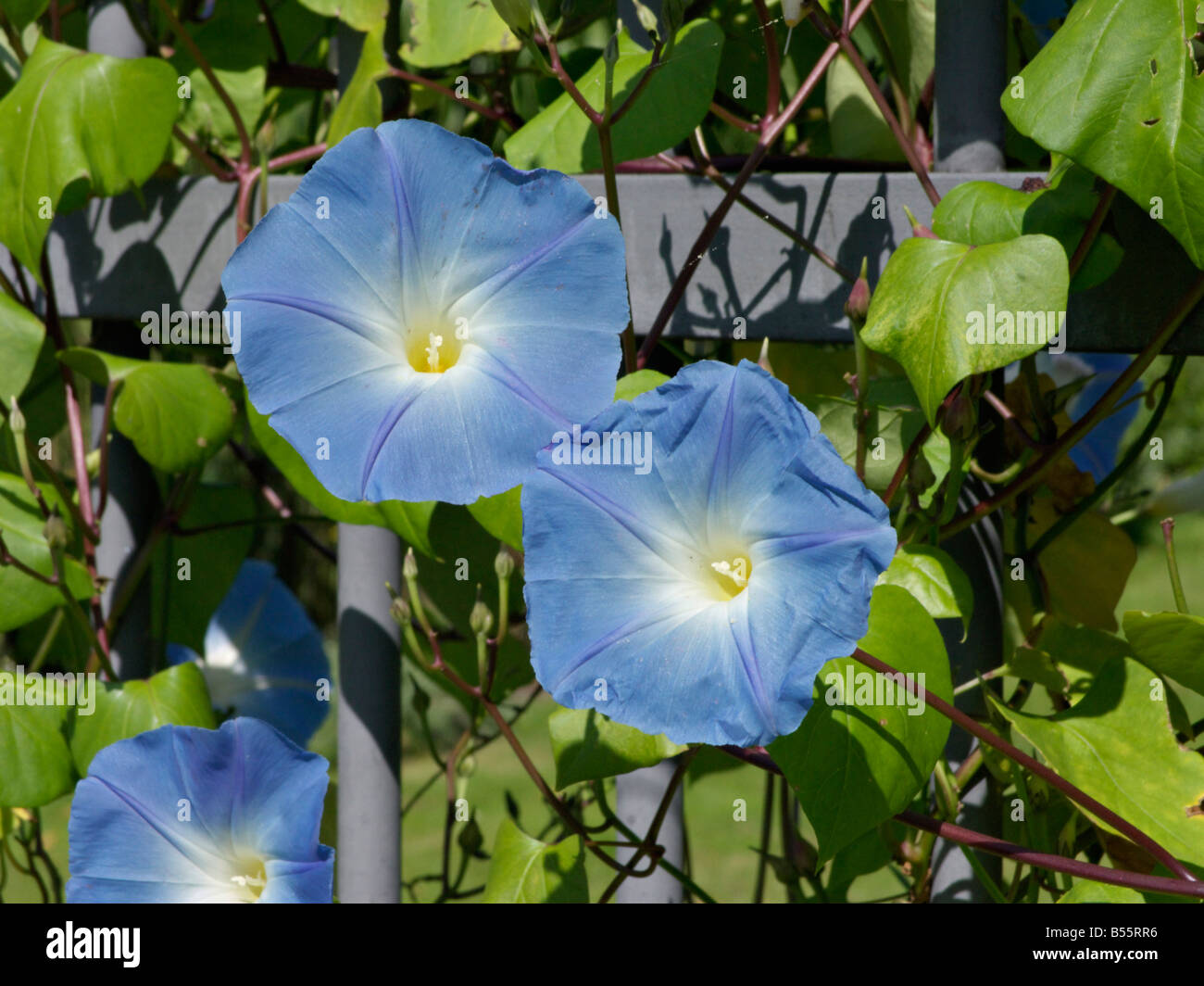 Mexican morning glory (Ipomoea tricolor) Stock Photo