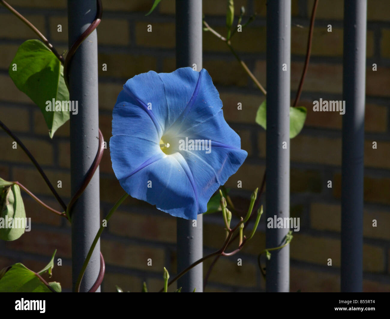 Mexican morning glory (Ipomoea tricolor) Stock Photo