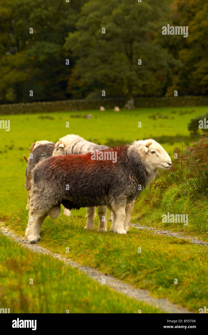 Herdwick sheep at Buttermere in the Lake District Buttermere Cumbria UK
