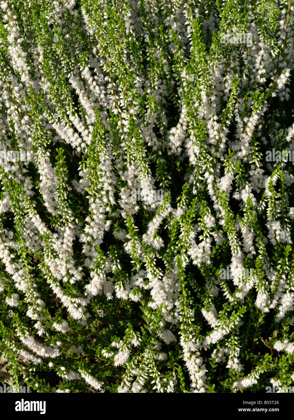 Common heather (Calluna vulgaris 'Alba Erecta') Stock Photo
