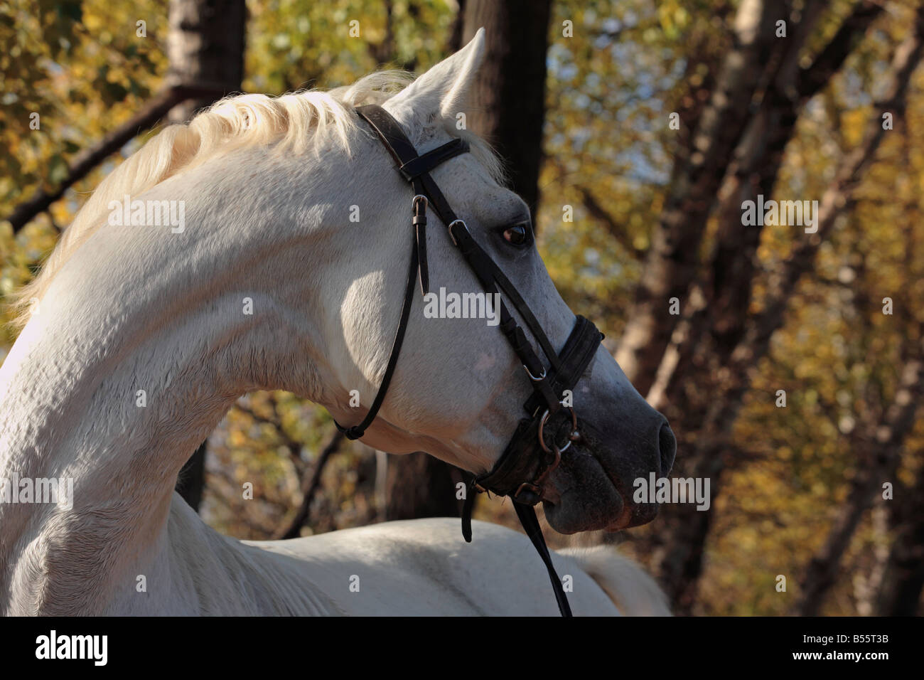 Horse in the solar autumn day in forest Stock Photo