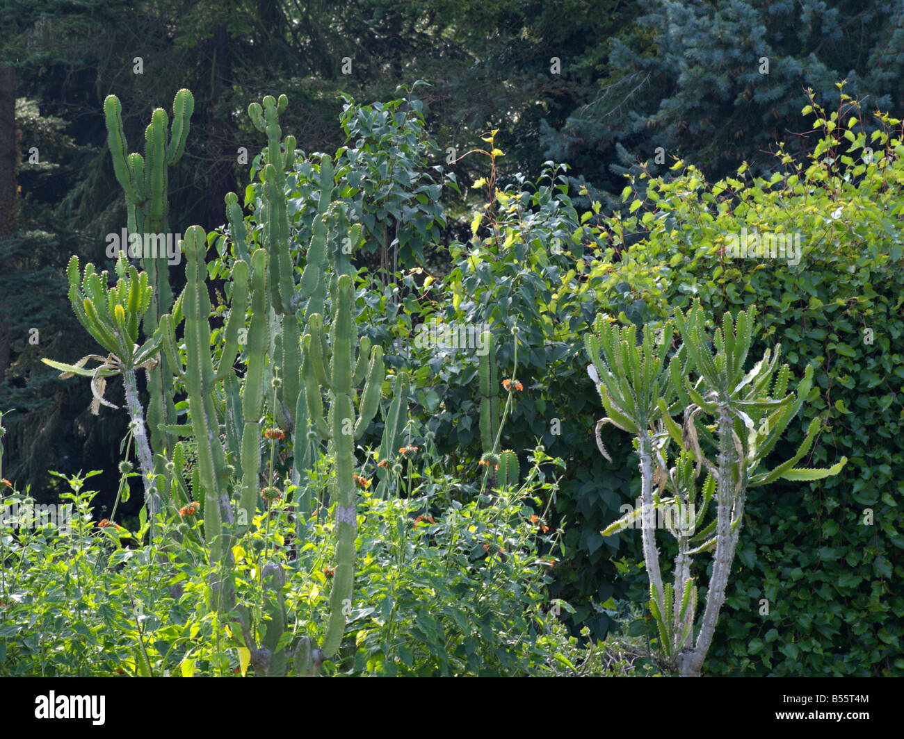 Cactus spurge (Euphorbia ingens) and spurge (Euphorbia triangularis) Stock Photo