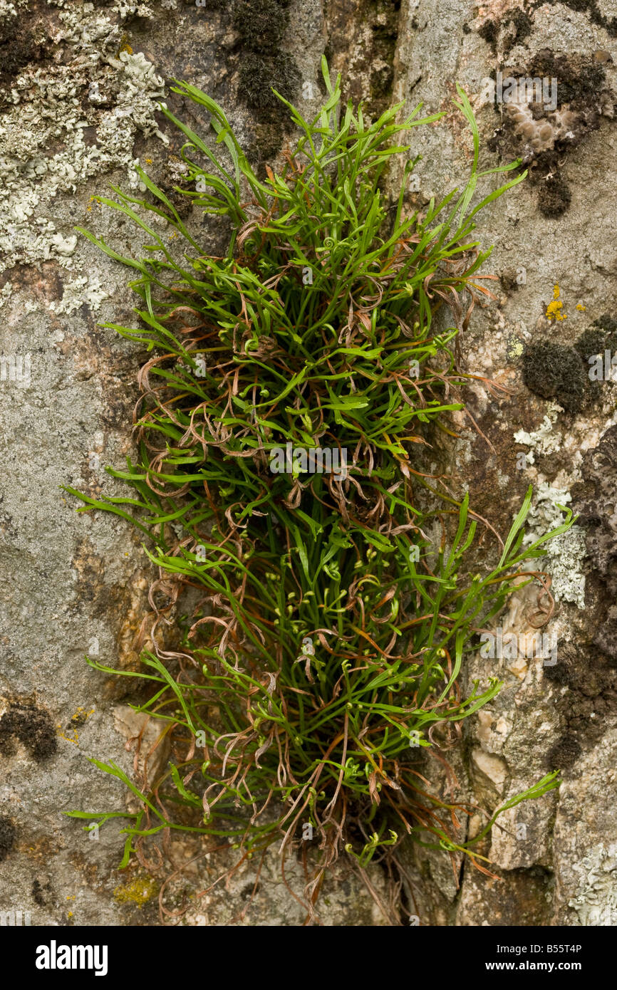 Forked Spleenwort Asplenium septentrionale on acid rocks rare and decreasing in UK Stock Photo