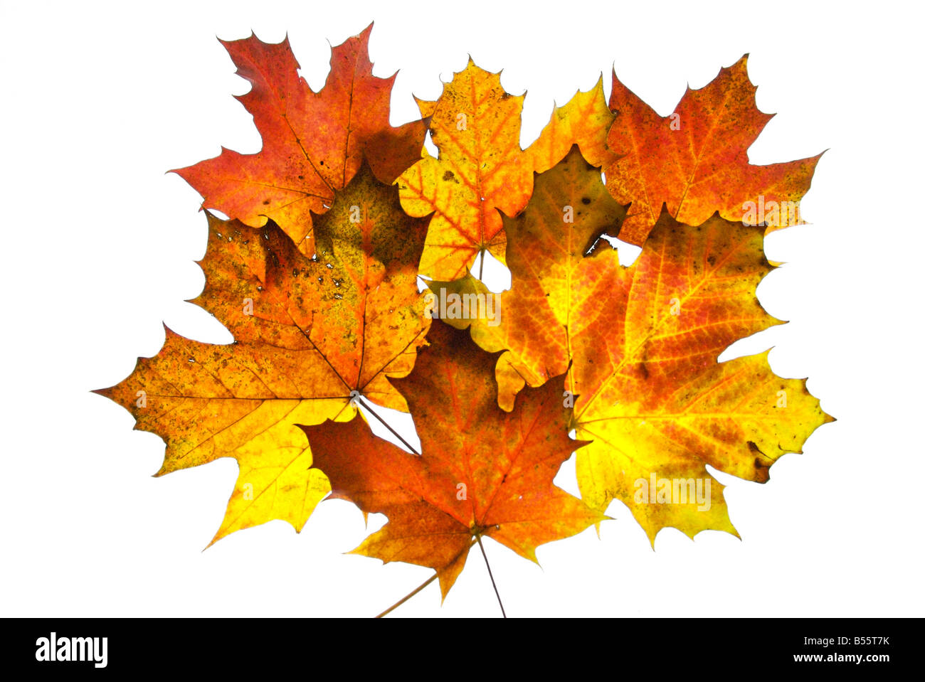 Autumn Leaves on white background Stock Photo Alamy