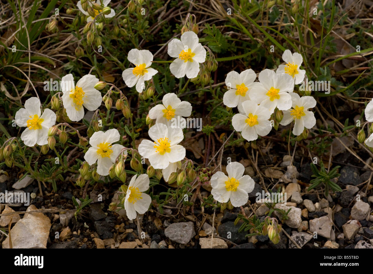 White Rock rose Helianthemum apenninum very rare on limestone in UK Stock Photo