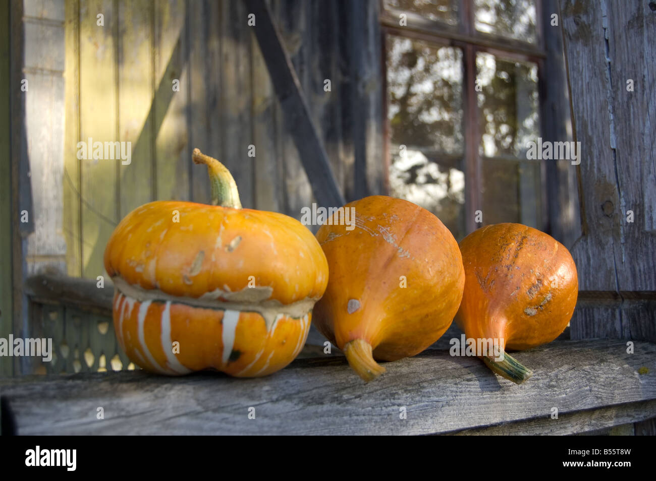 Collection of autumn pumpkins Stock Photo - Alamy