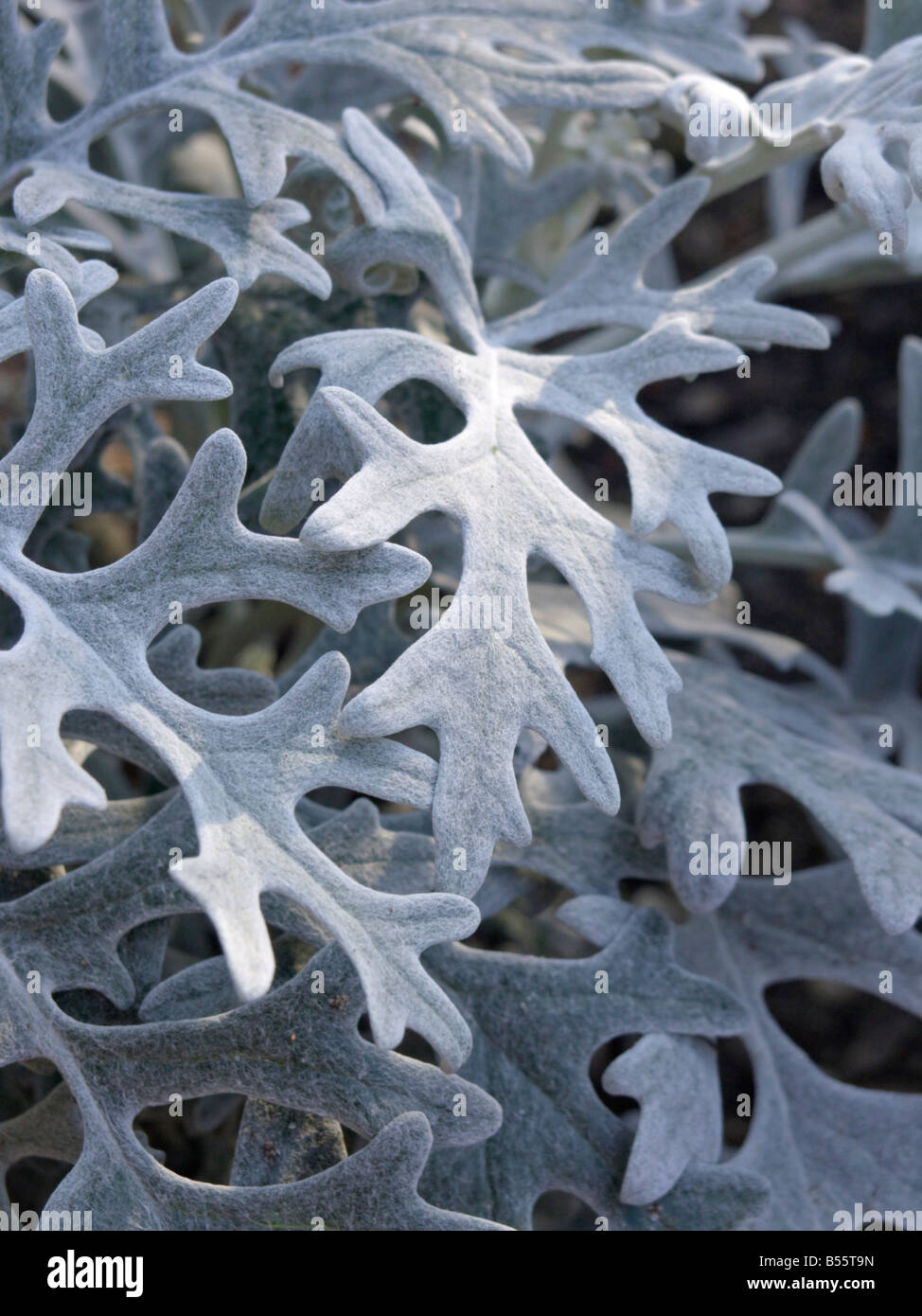 Silver groundsel (Senecio cineraria) Stock Photo