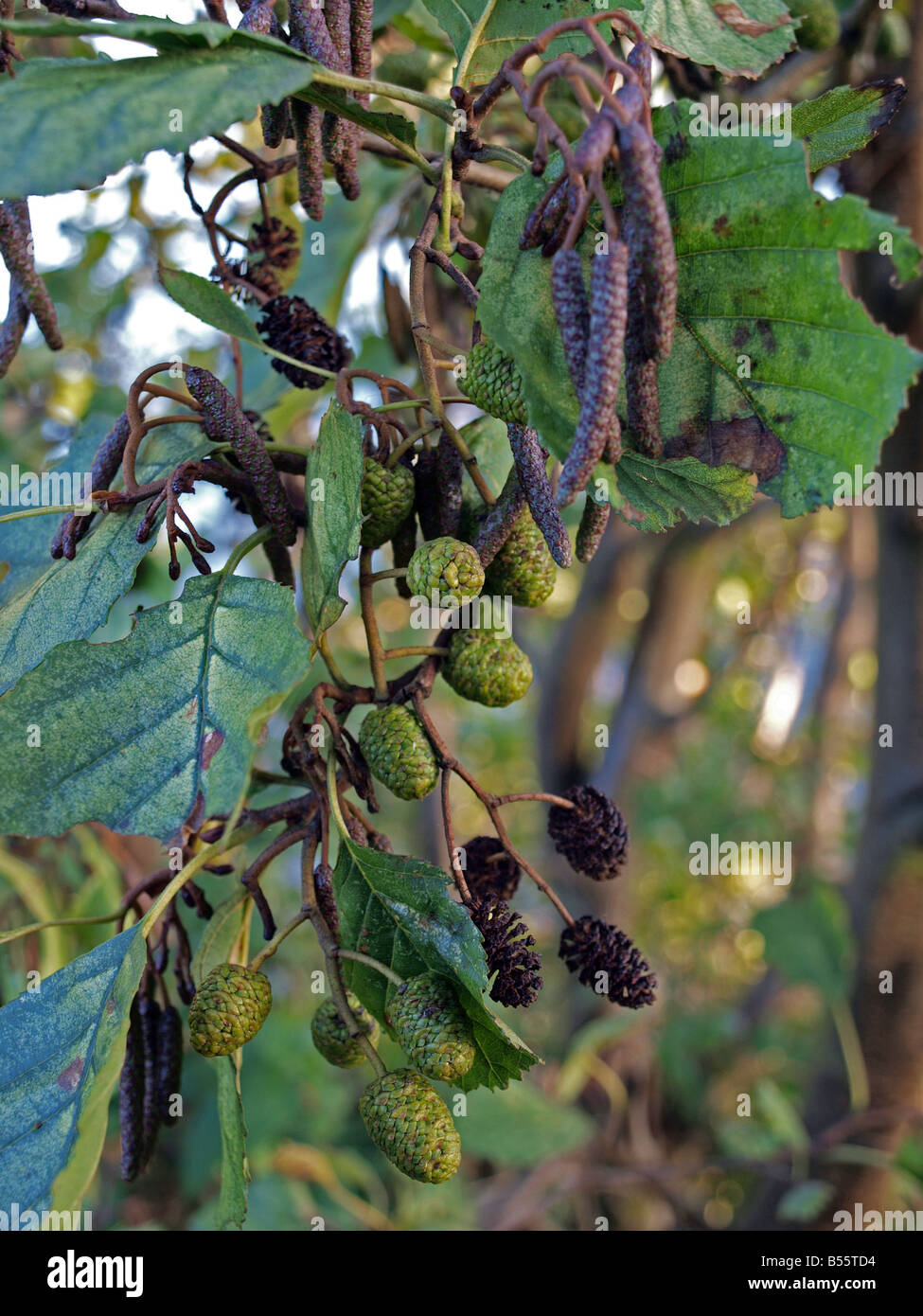 Alder tree in autumn Stock Photo