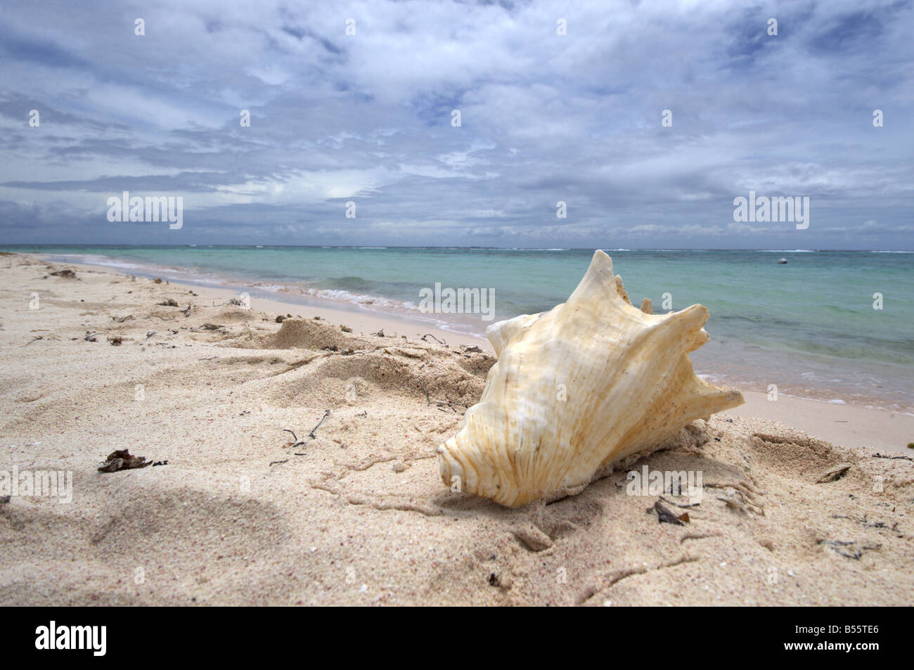 A Conch Shell on the beach at Point of Sand Little Cayman Stock Photo