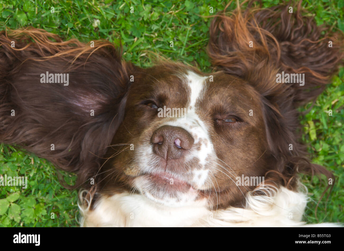 Springer spaniels are fun loving active dogs Stock Photo