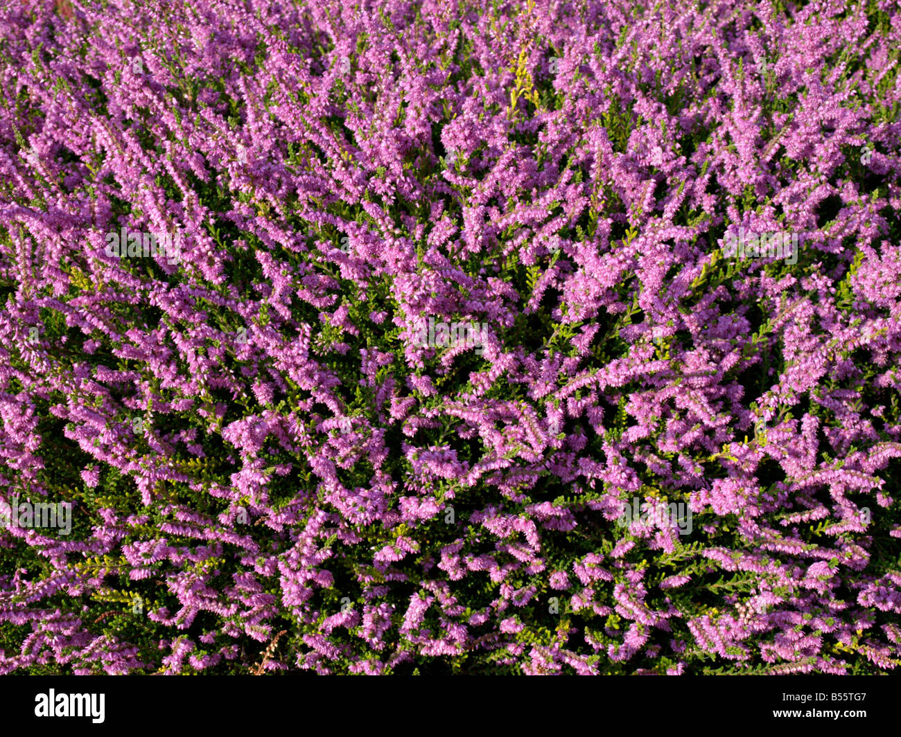 Common heather (Calluna vulgaris 'Barnett Anley') Stock Photo