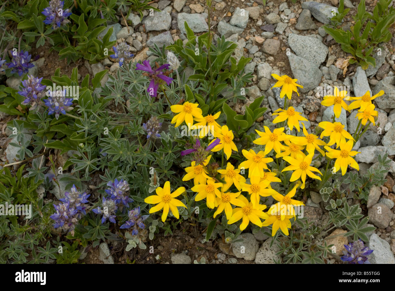 Mountain flowers lupins penstemon and Oregon sunshine near Winnemucca Lake in the Sierra Nevada Carson Pass California Stock Photo